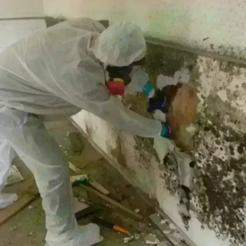 Mold Remediation and Removal in Durham, OR